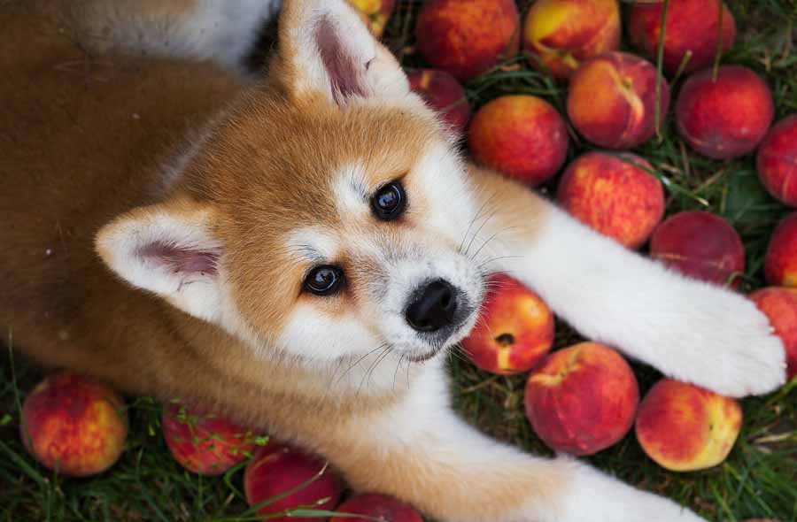 Can Dogs Eat Peaches