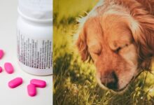 Is Benadryl Safe For Dogs