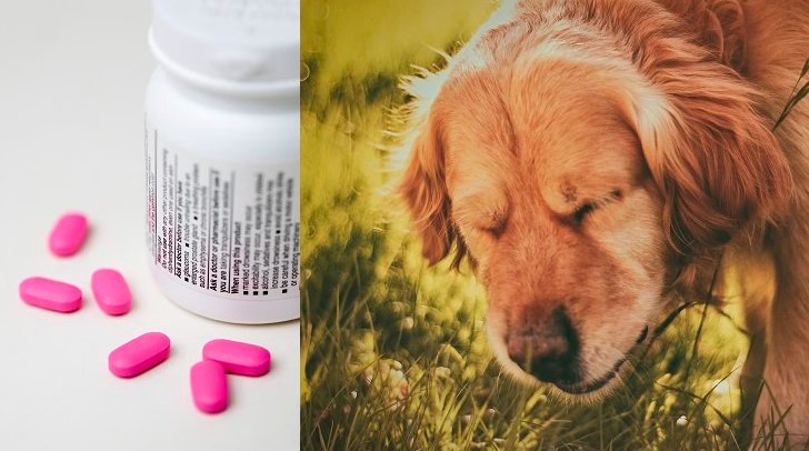 Is Benadryl Safe For Dogs