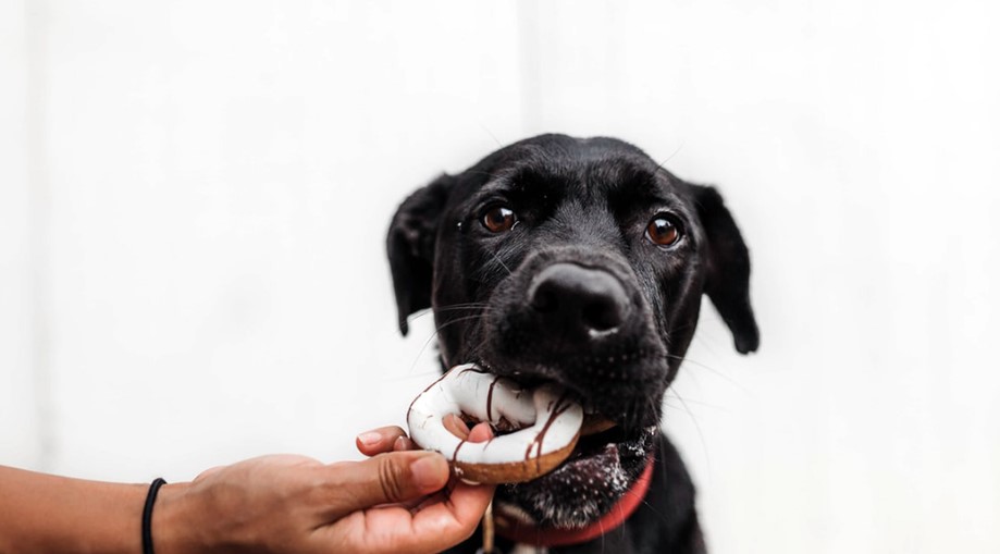 Can Dogs Eat Peaches