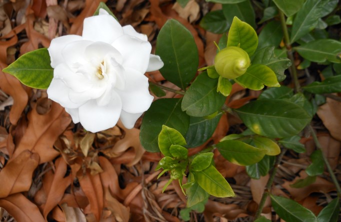 Gardenia Flower Care and Meaning