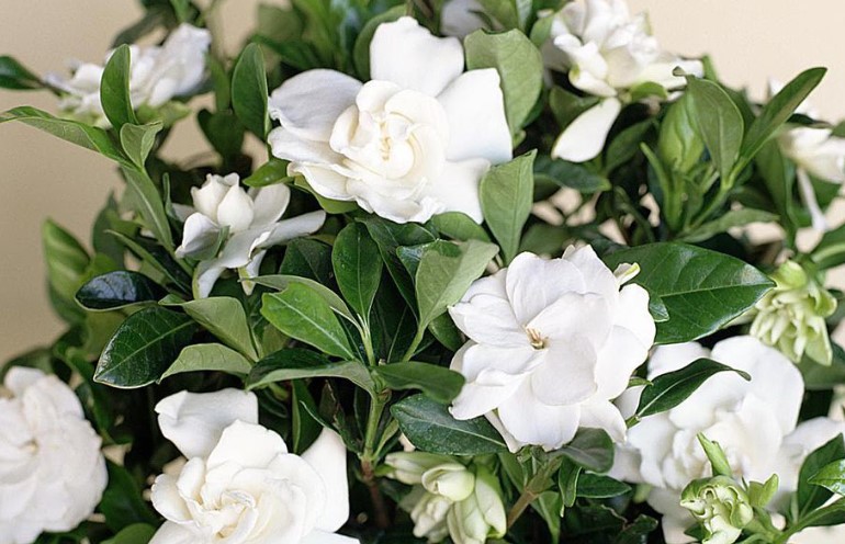 Gardenia Flower Care and Meaning