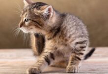 How Do Indoor Cats Get Fleas?