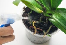 How Often to Water Orchids