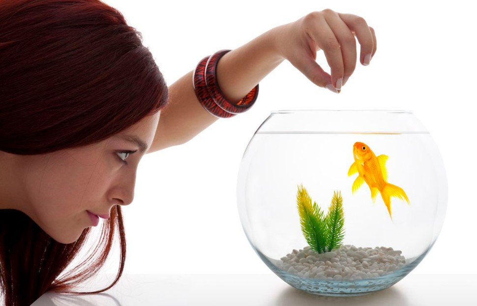 How to Take Care of a Goldfish