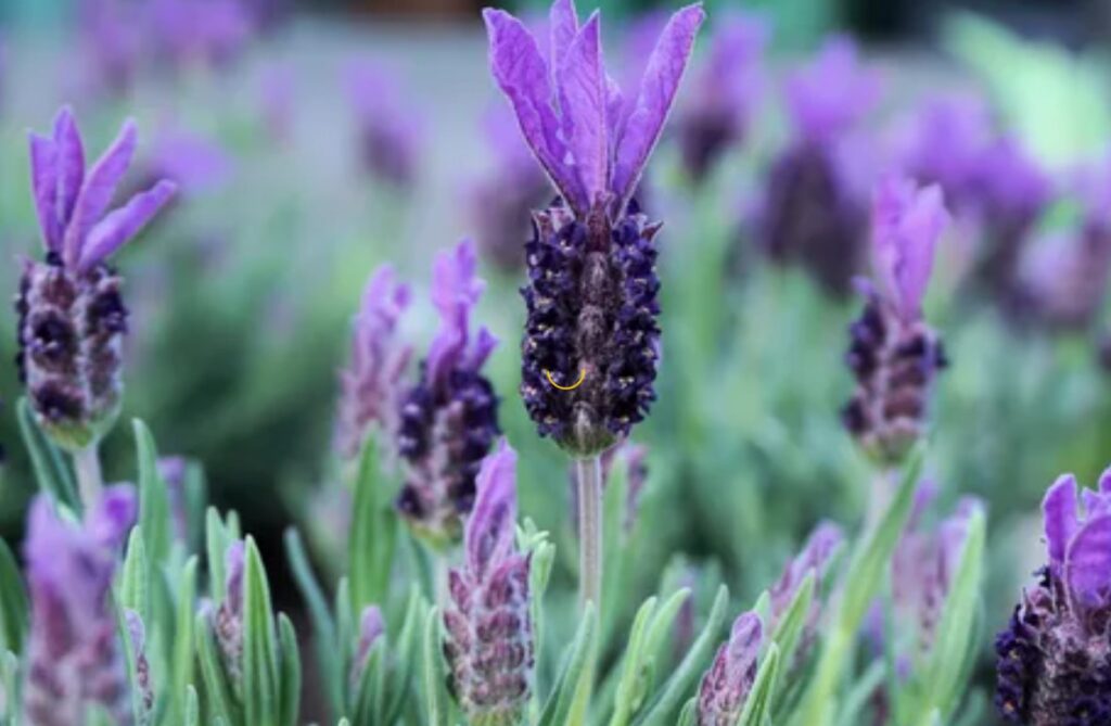 Lavender Flower