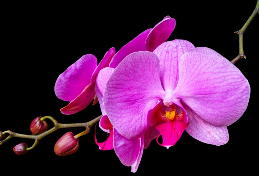 Orchid Flower Care and Meaning