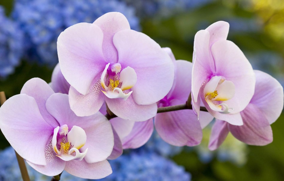 Orchid Flower Care and Meaning