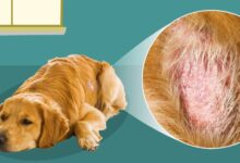 What Causes Hot Spots on Dogs