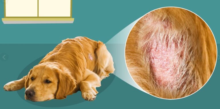 what-causes-hot-spots-on-dogs-best-blog