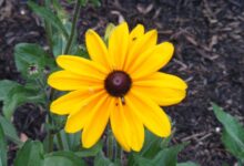 Black-Eyed Susan Flower Care and Meaning