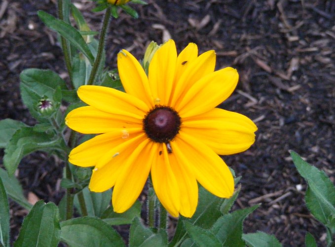Black-Eyed Susan Flower Care and Meaning