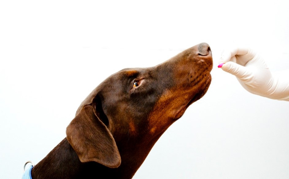 Is Benadryl Safe For Dogs