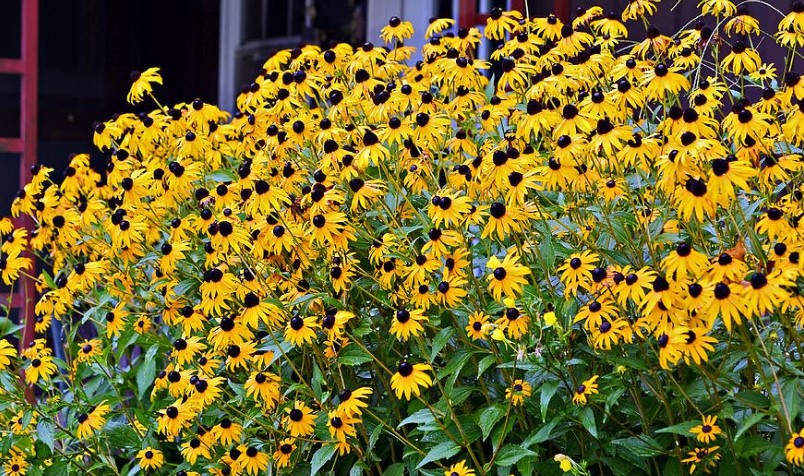 Black-Eyed Susan Flower Care and Meaning