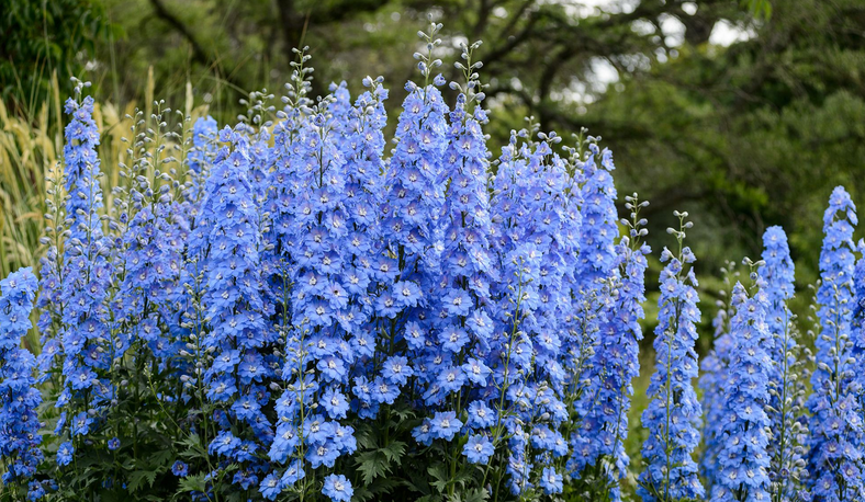 Delphinium Flower