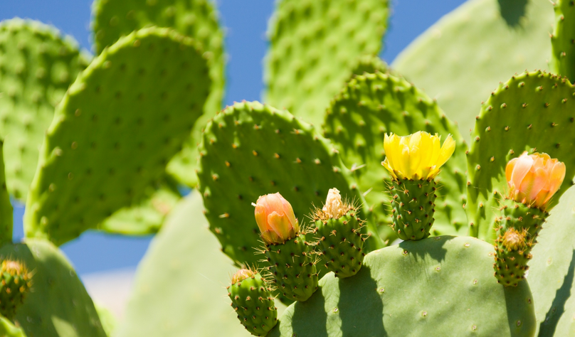 How to Solve Christmas Cactus Problems