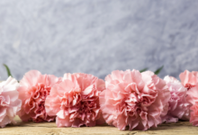 The Carnation Flower - Also Known As the Clove Pink