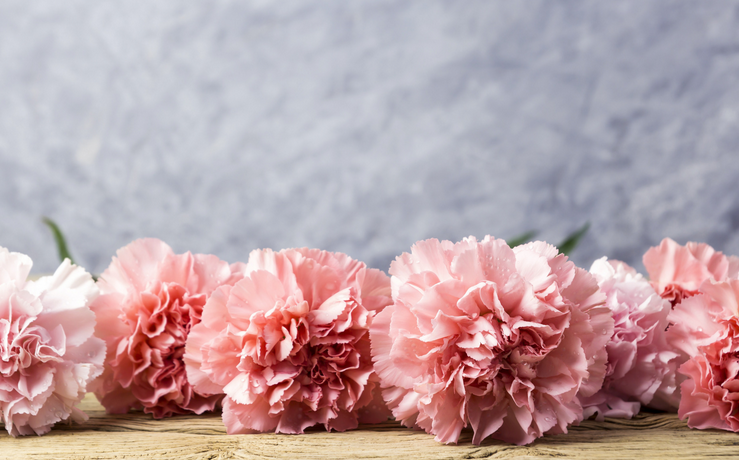 The Carnation Flower - Also Known As the Clove Pink