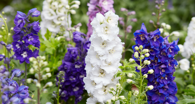 Are delphiniums poisonous?