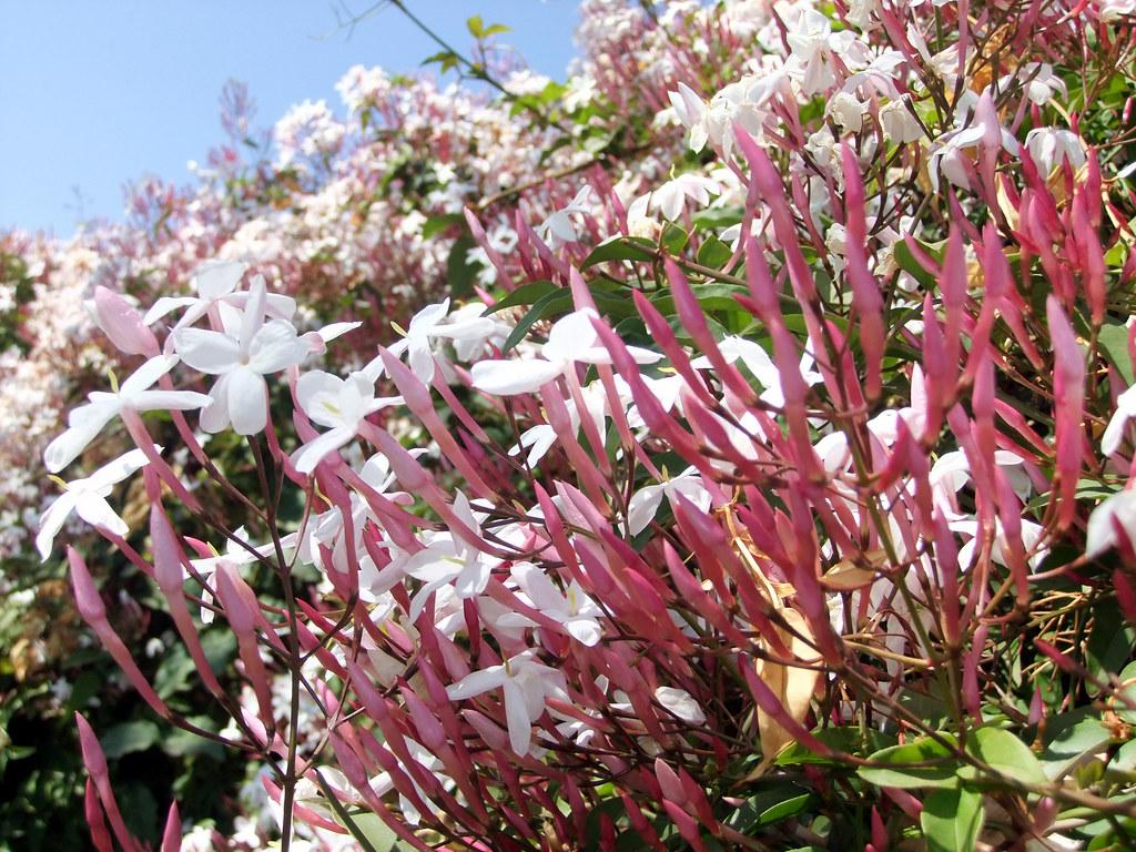 How to Grow the Pink Jasmine Flower
