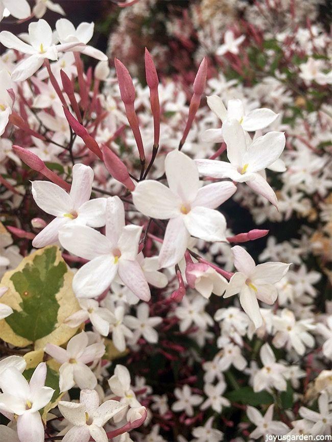 How to Grow the Pink Jasmine Flower