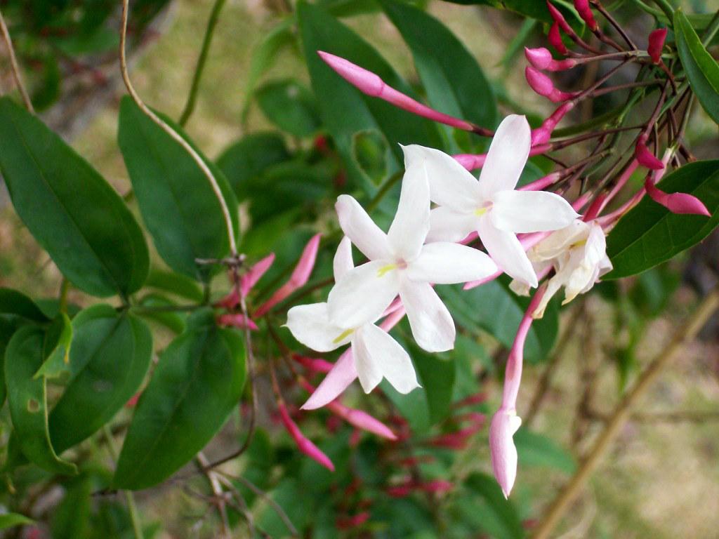 How to Grow the Pink Jasmine Flower