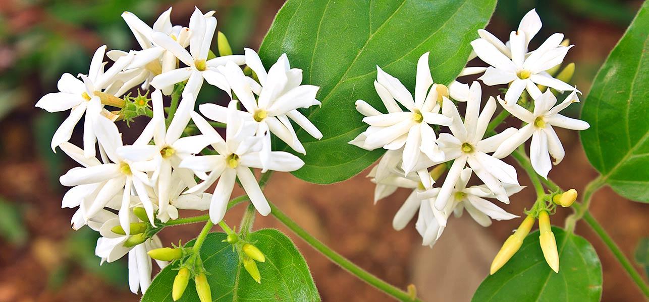 Jasmine Flower Benefits