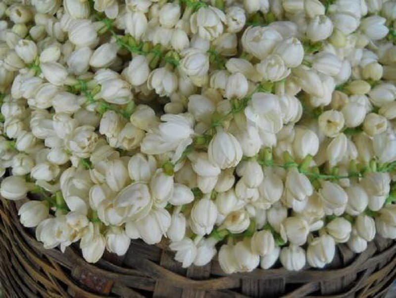 Jasmine Flower Benefits