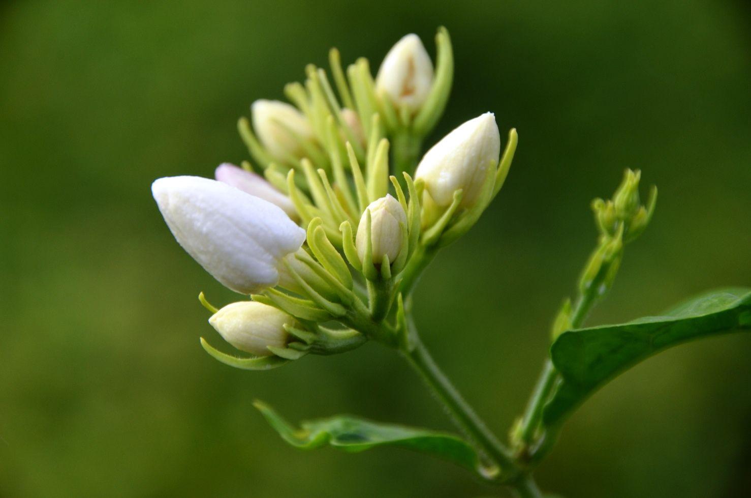 Jasmine Flower Benefits