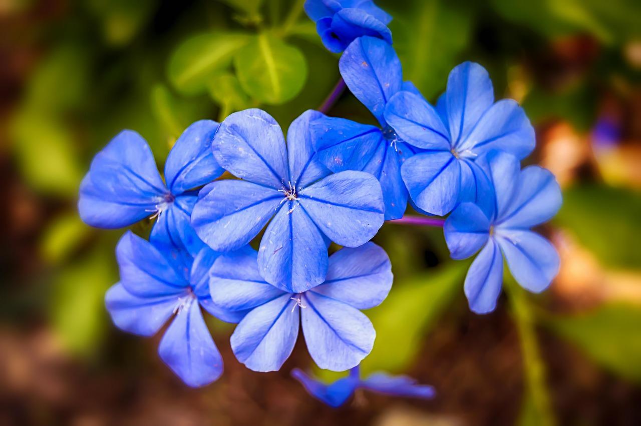 Jasmine Flower Colors