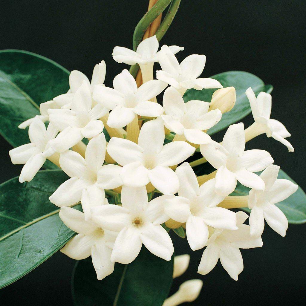 Jasmine Flower Colors