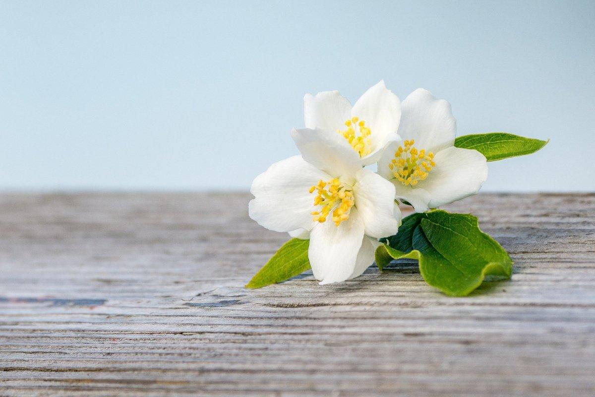 Jasmine Flower Colors