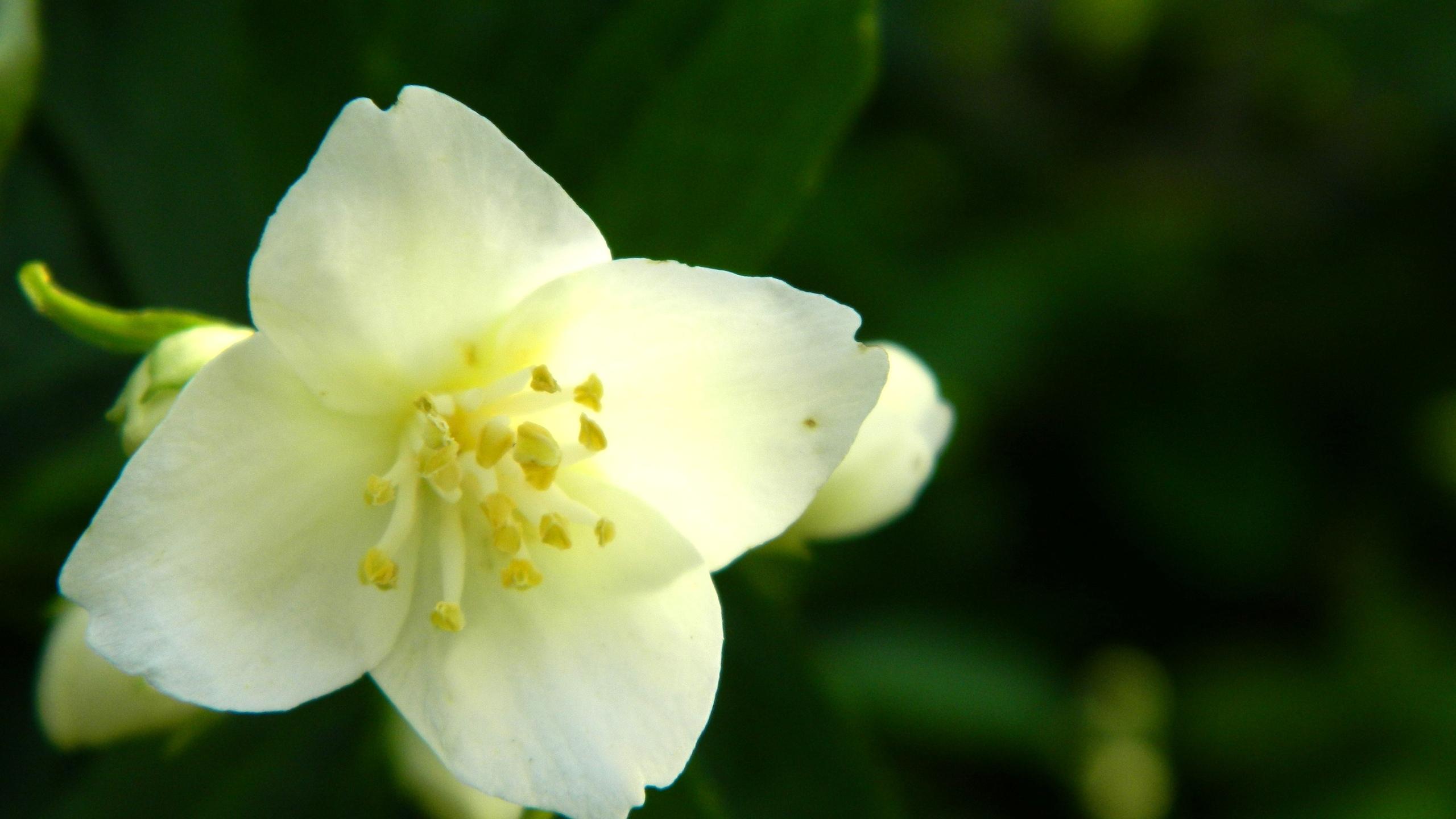 Jasmine Flower Meaning