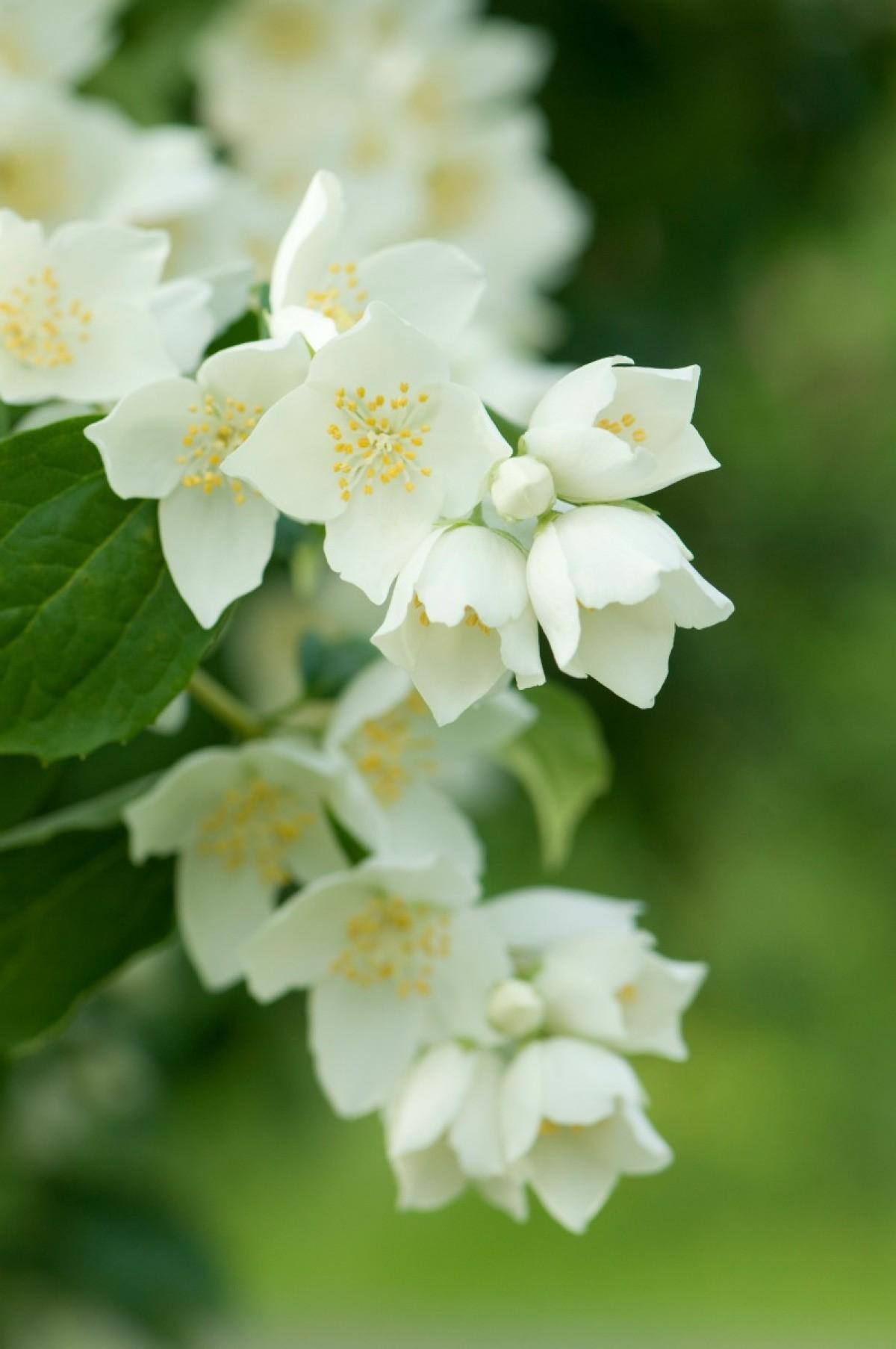 Jasmine Flower Meaning