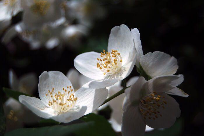 Jasmine Flower Meaning