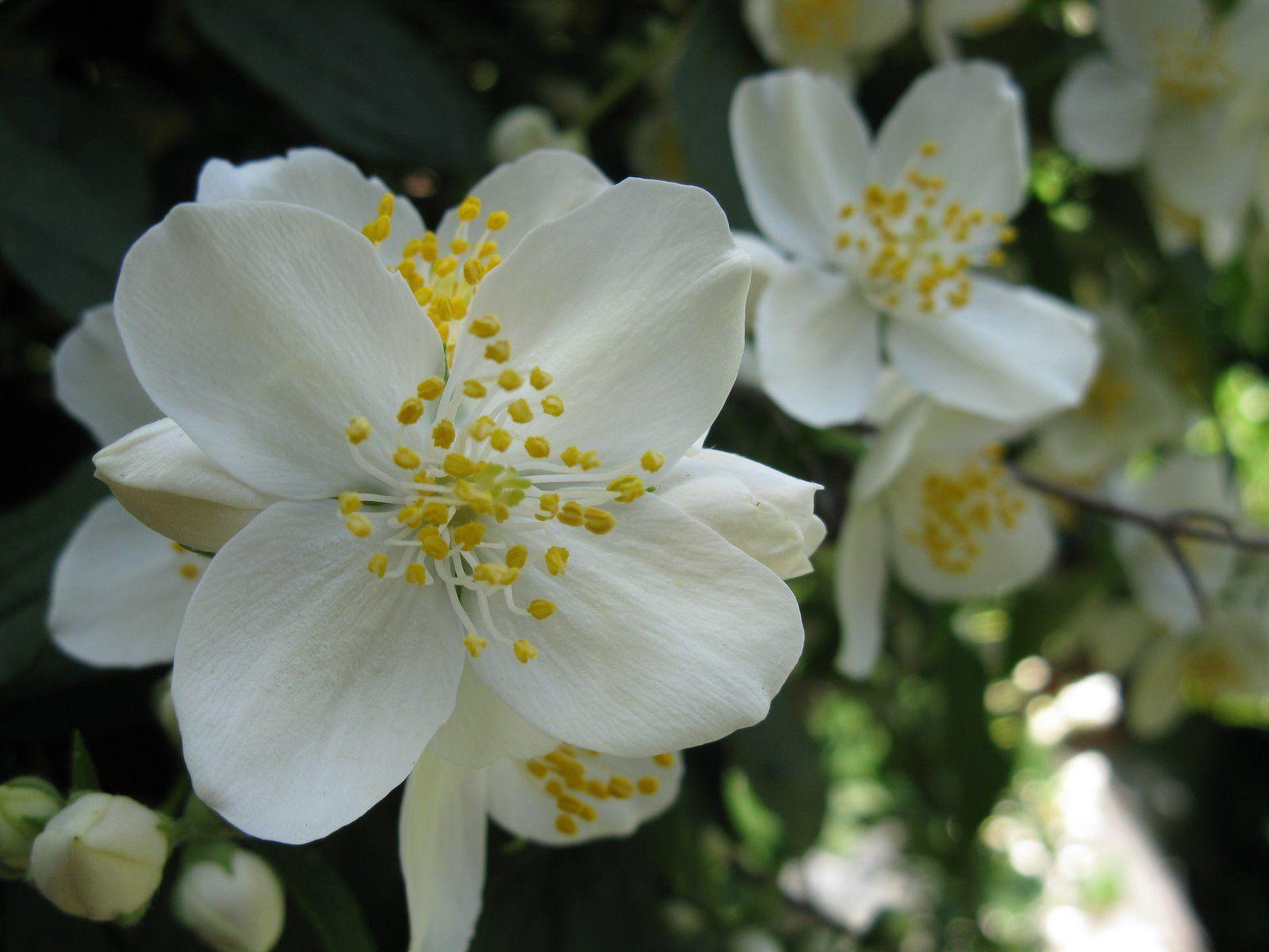 Jasmine Flower Meaning