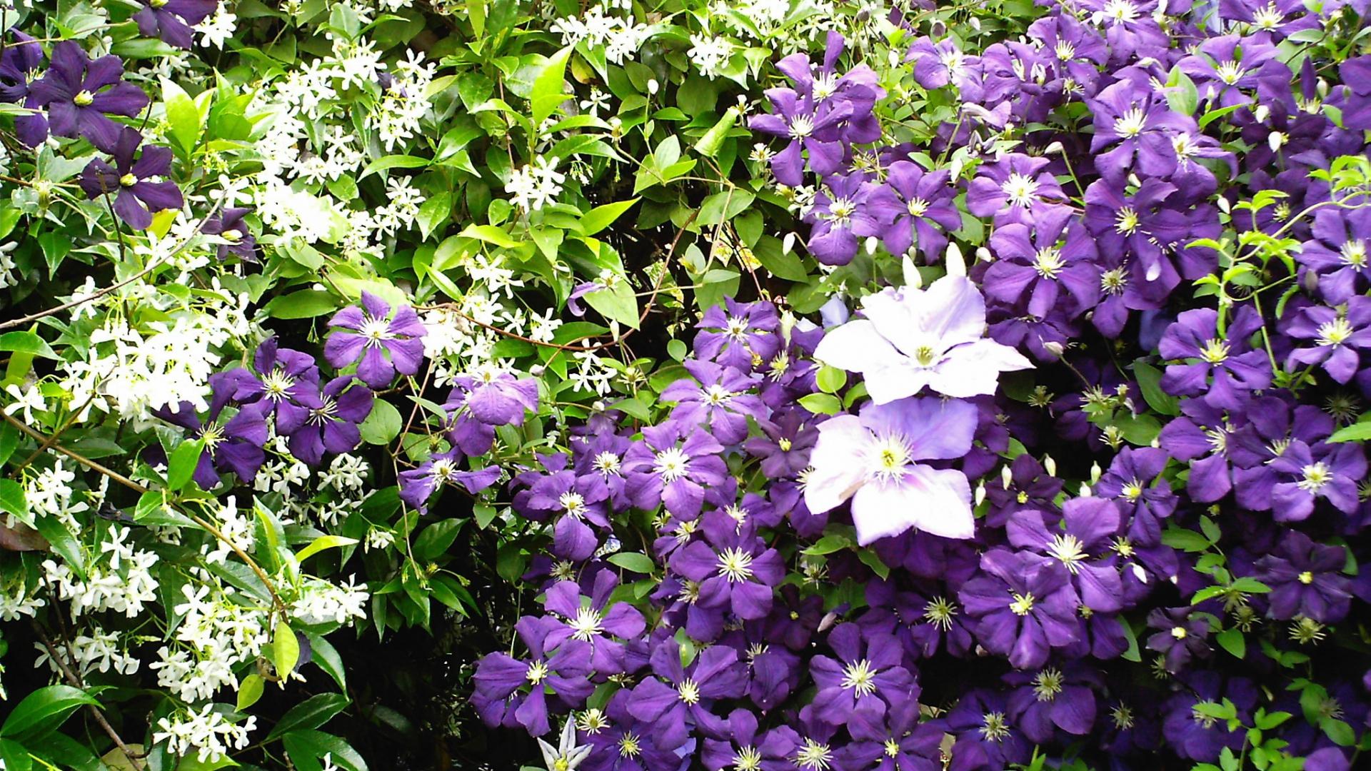 Purple Jasmine Flowers