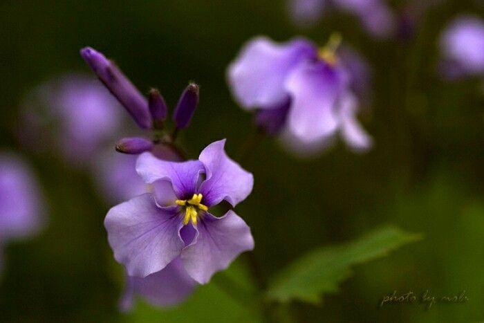 Purple Jasmine Flowers