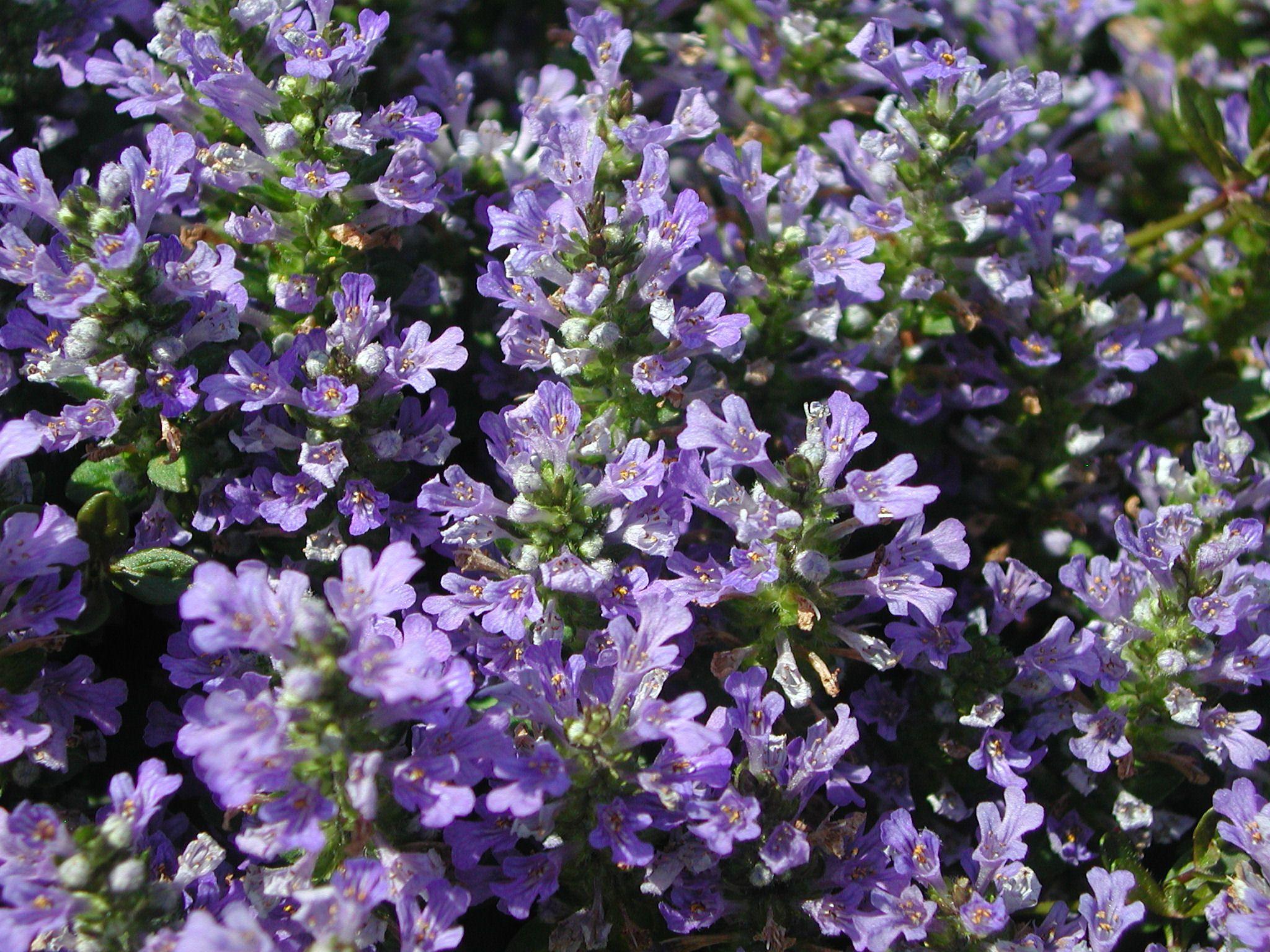 Purple Jasmine Flowers