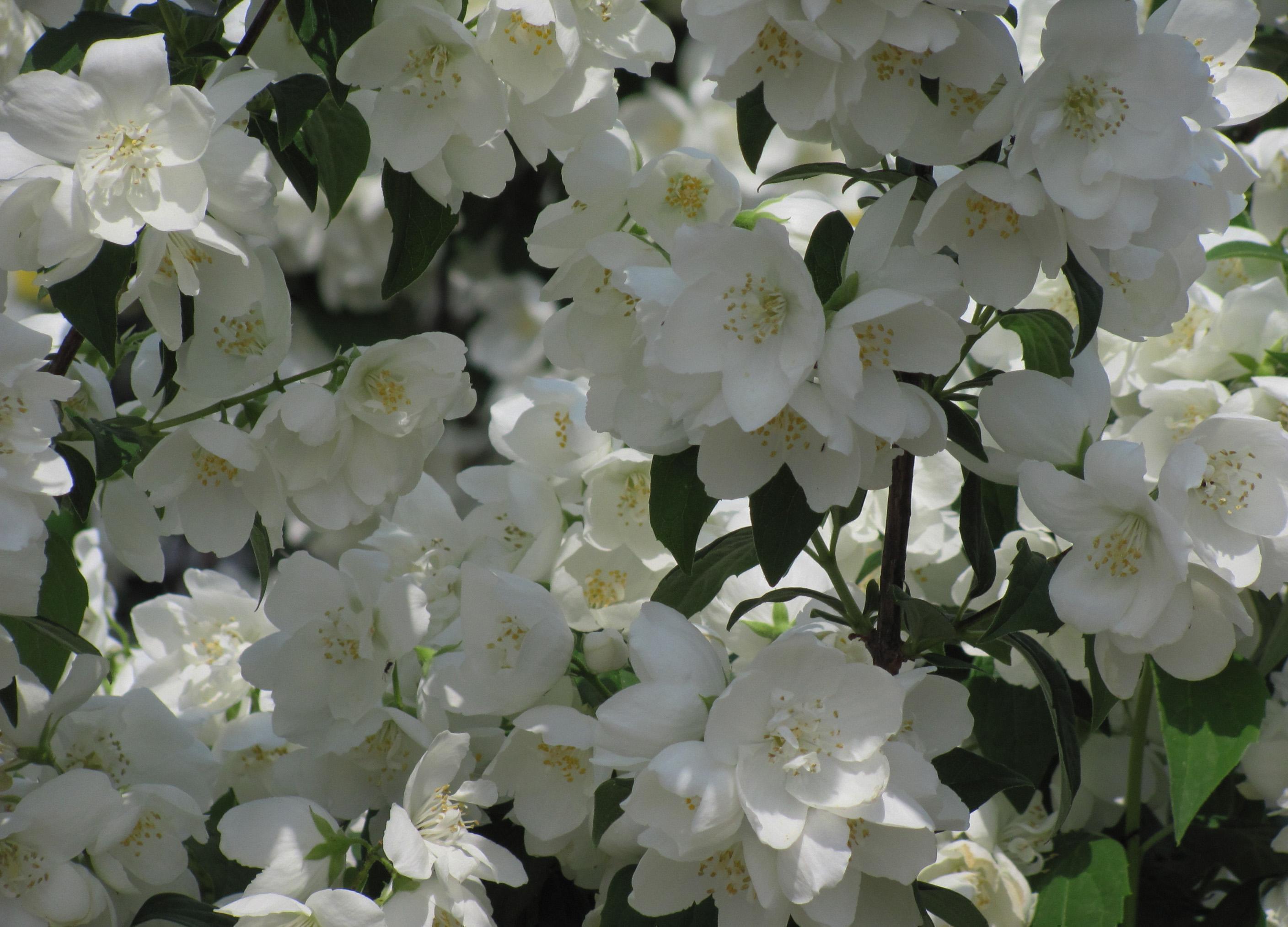 Varieties of Jasmine Flowers