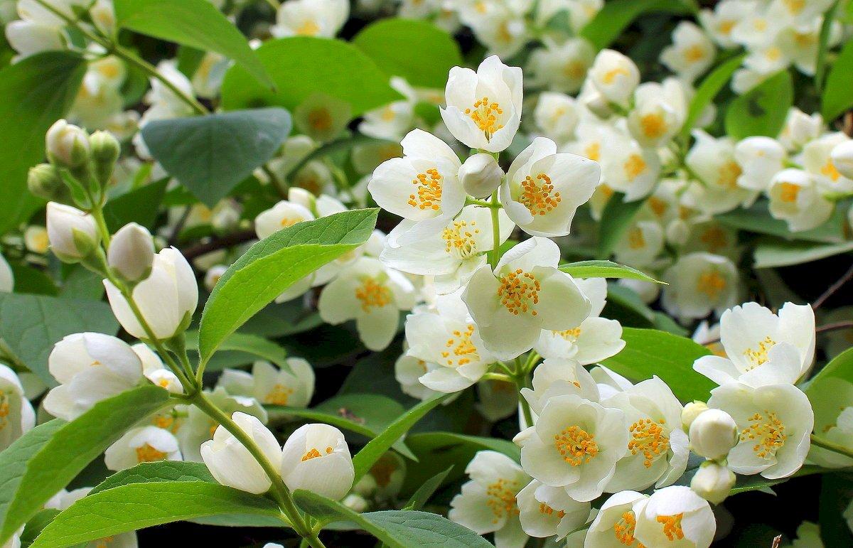 Varieties of Jasmine Flowers