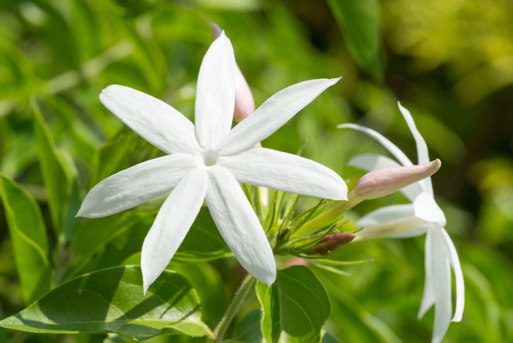 Varieties of Jasmine Flowers