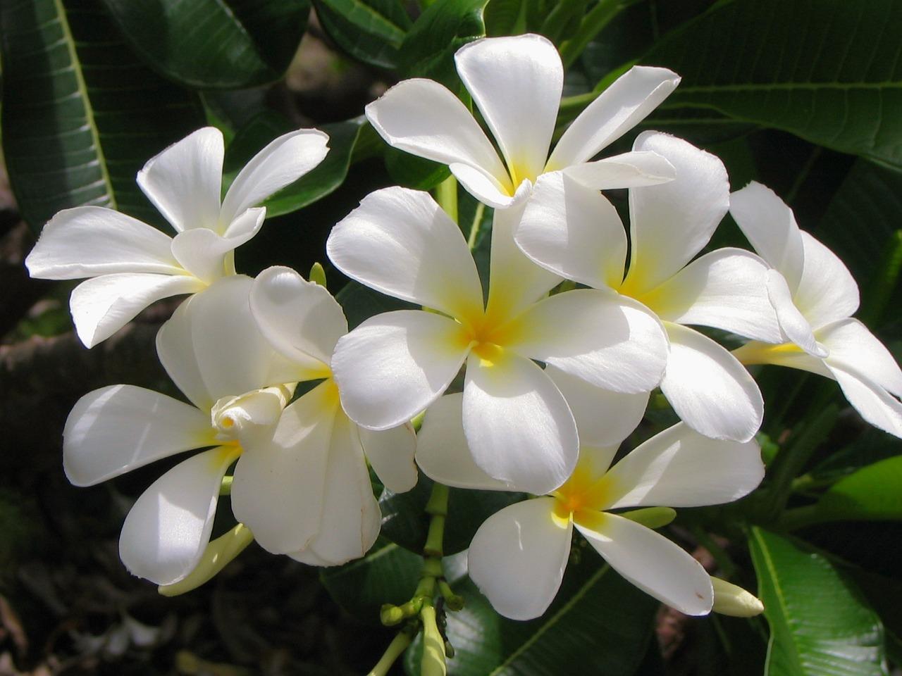 Varieties of Jasmine Flowers