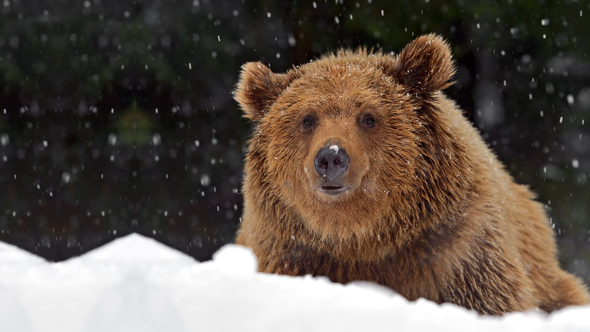 When Do Bears Hibernate in Canada?