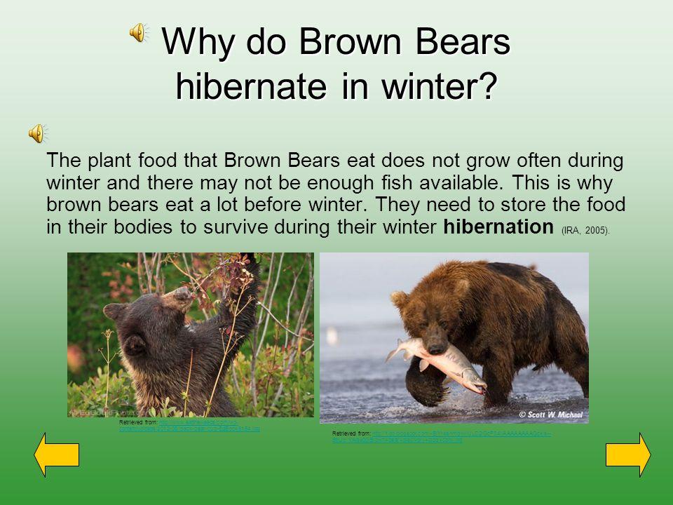 When Do Bears Hibernate in Canada?