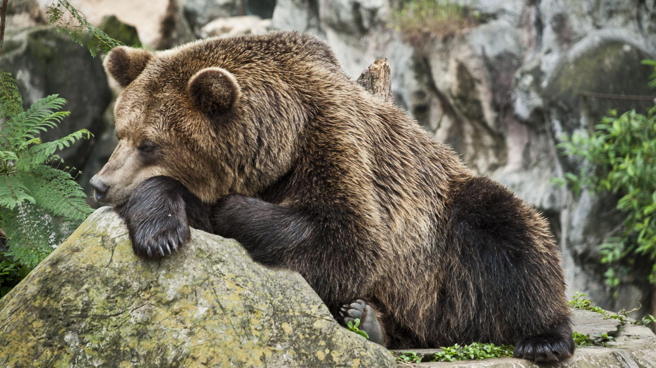 When Do Bears Hibernate in Canada?